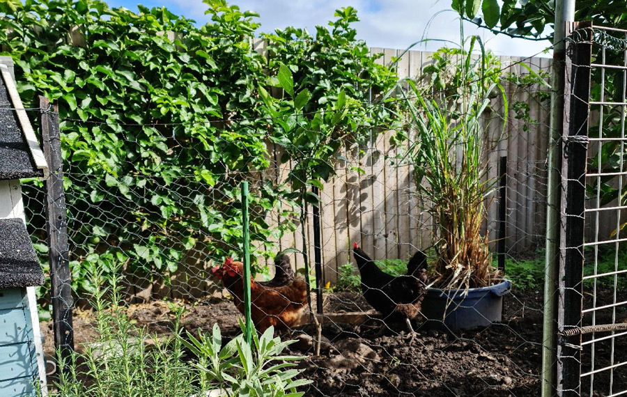 Chris shares his love for his garden with chooks